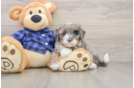 Petite Mini Bernedoodle Poodle Mix Pup
