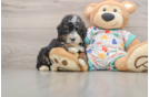 Best Mini Bernedoodle Baby
