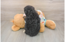 Mini Bernedoodle Pup Being Cute