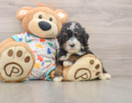 7 week old Mini Bernedoodle Puppy For Sale - Premier Pups