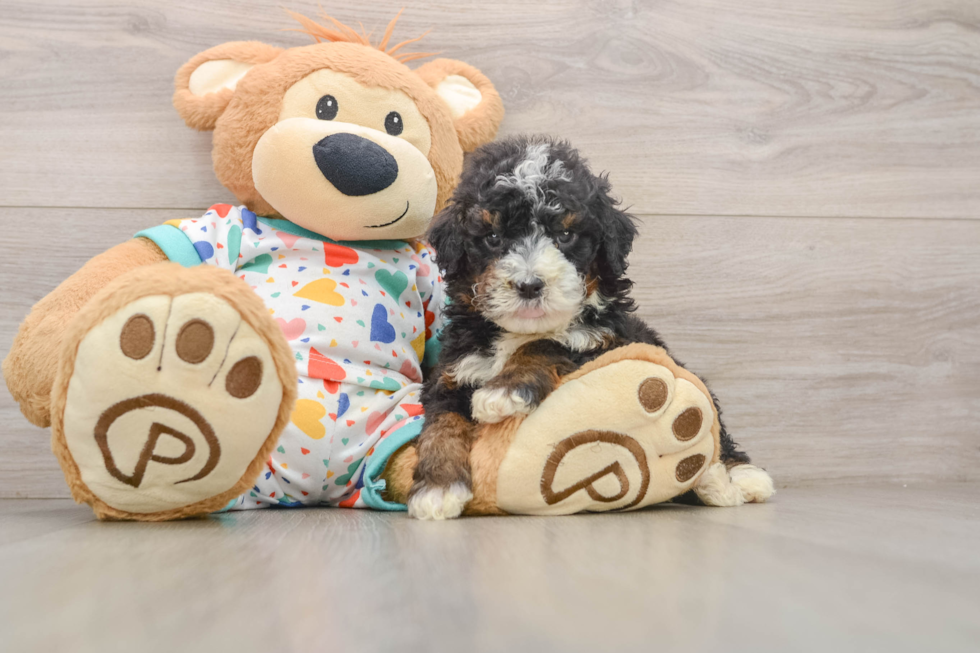 Smart Mini Bernedoodle Poodle Mix Pup