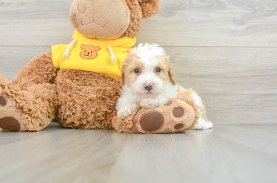 Mini Bernedoodle Pup Being Cute