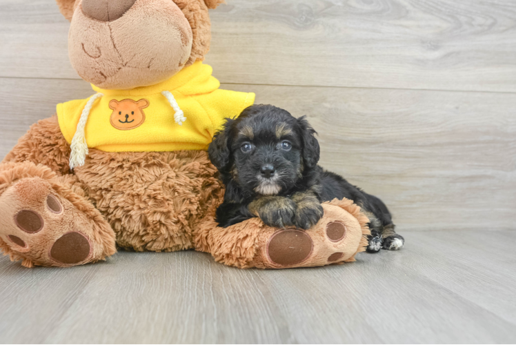 Happy Mini Bernedoodle Baby