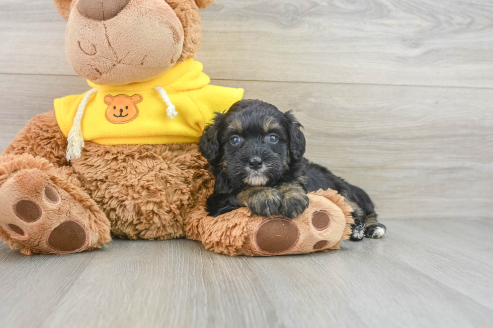 Happy Mini Bernedoodle Baby