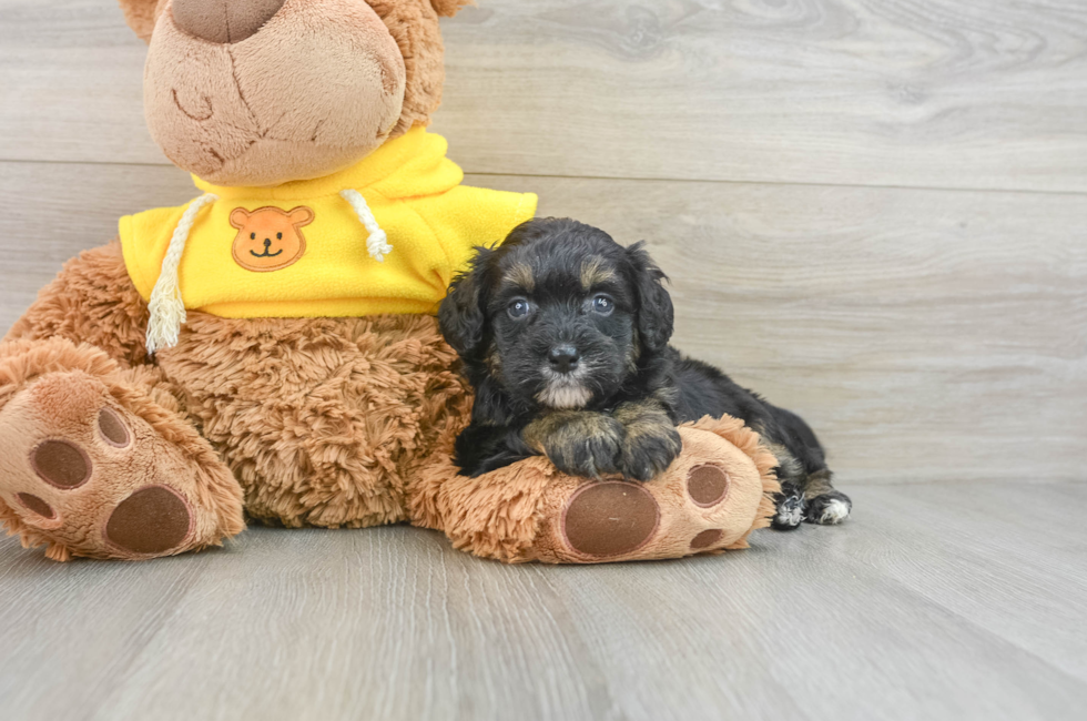 5 week old Mini Bernedoodle Puppy For Sale - Premier Pups