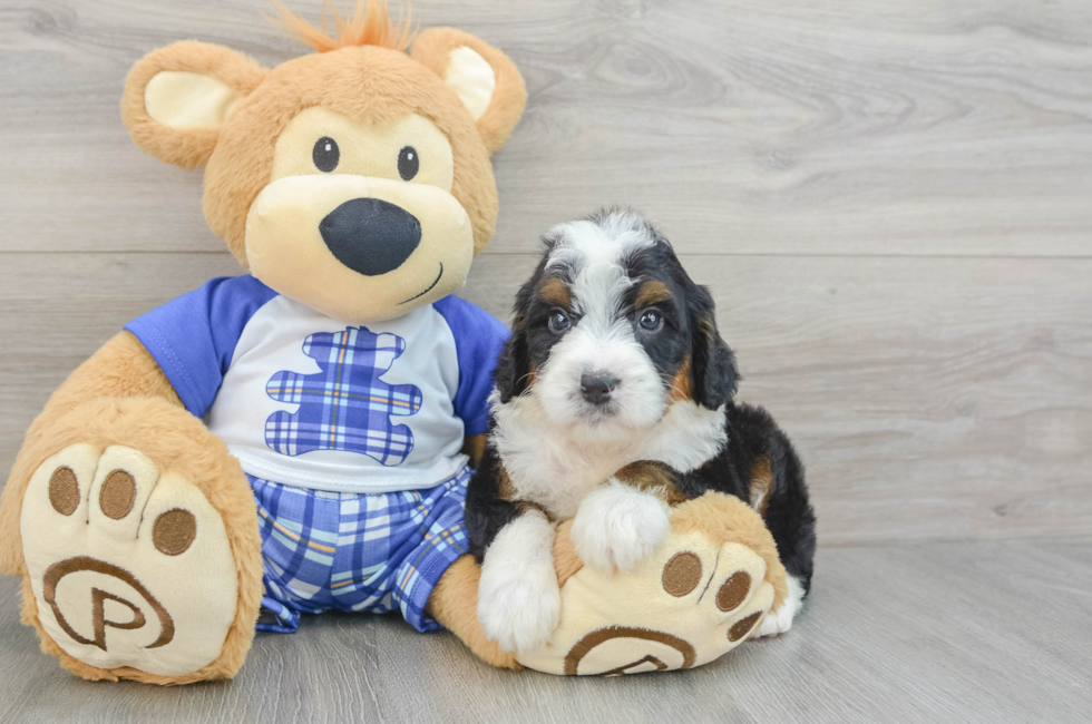 5 week old Mini Bernedoodle Puppy For Sale - Premier Pups