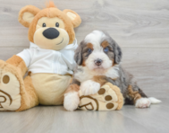 7 week old Mini Bernedoodle Puppy For Sale - Premier Pups