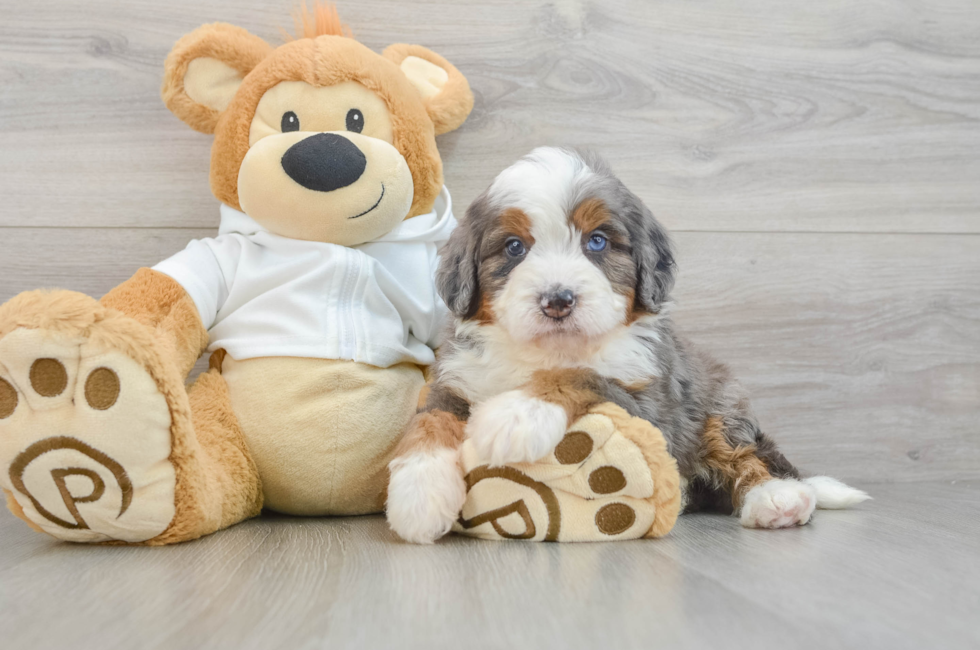 5 week old Mini Bernedoodle Puppy For Sale - Premier Pups