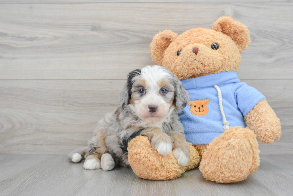 Best Mini Bernedoodle Baby