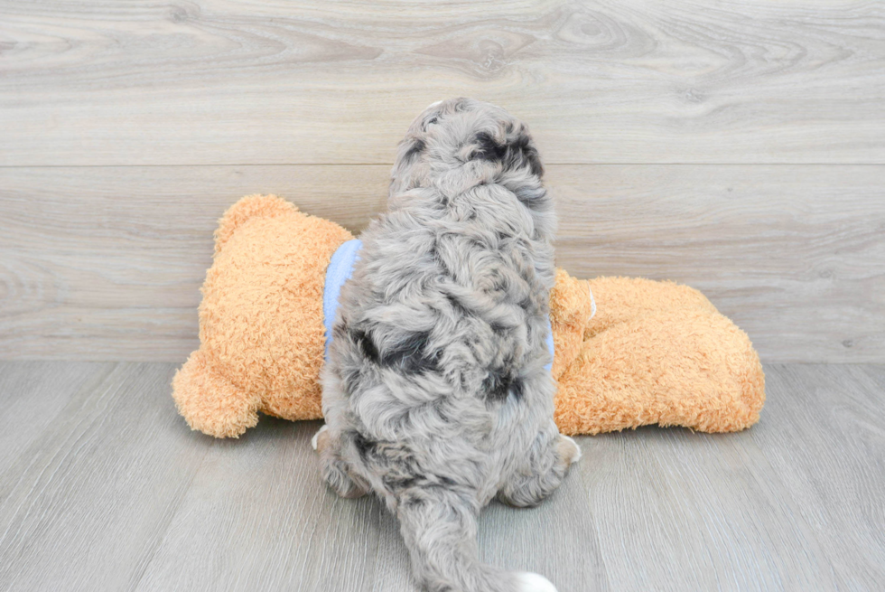 Mini Bernedoodle Pup Being Cute