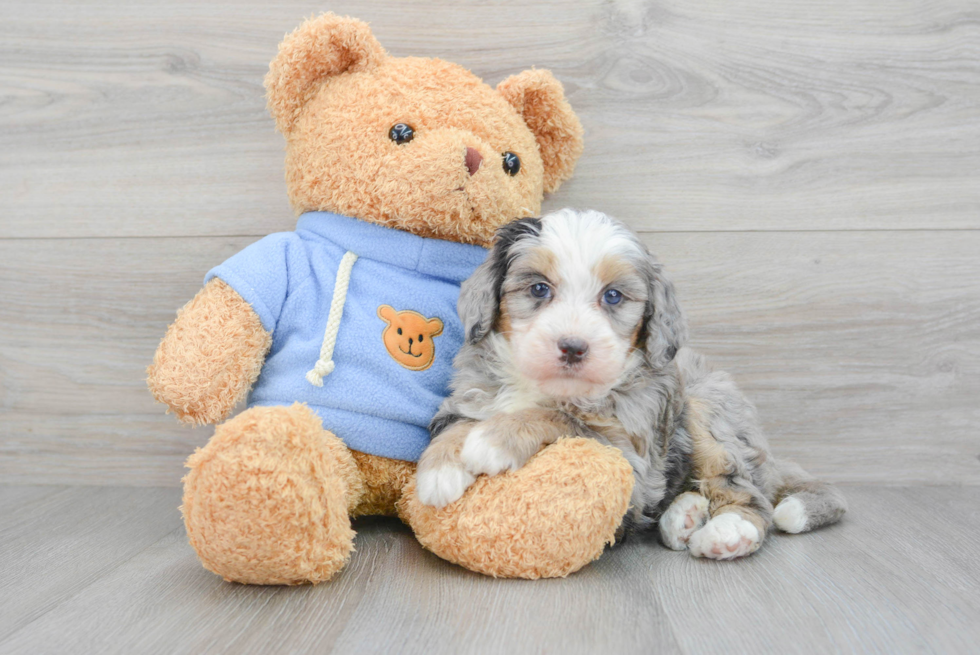 Sweet Mini Bernedoodle Baby