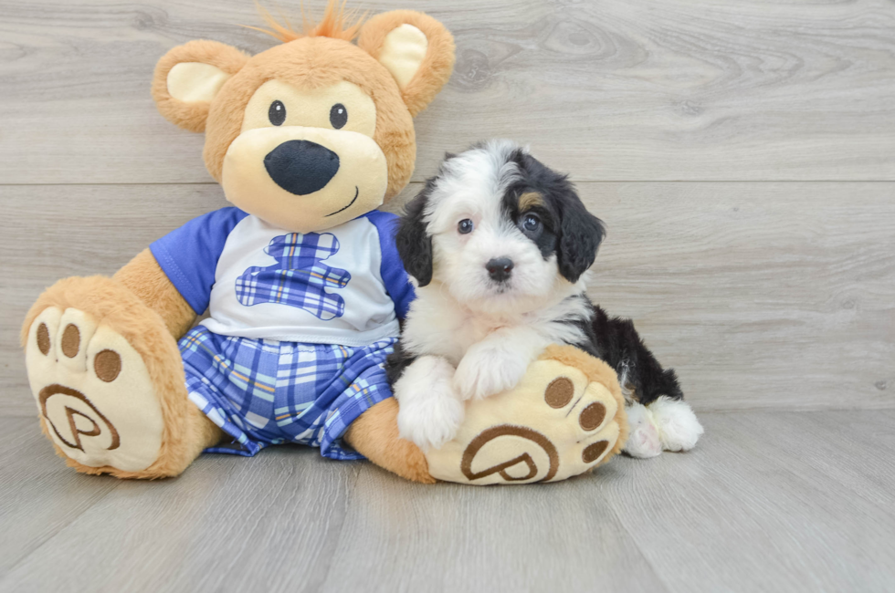 6 week old Mini Bernedoodle Puppy For Sale - Premier Pups