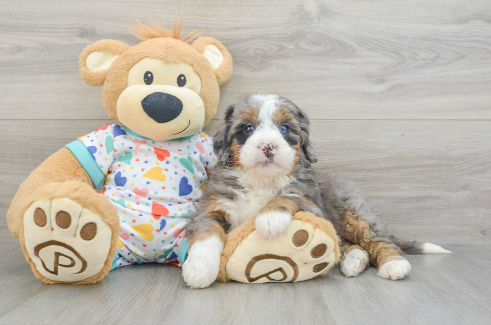 6 week old Mini Bernedoodle Puppy For Sale - Premier Pups