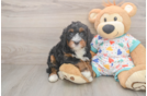 Friendly Mini Bernedoodle Baby