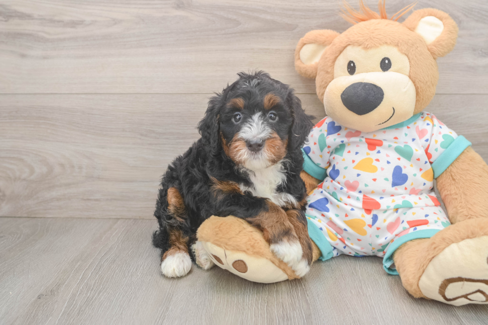 Friendly Mini Bernedoodle Baby