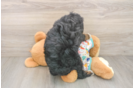 Fluffy Mini Bernedoodle Poodle Mix Pup