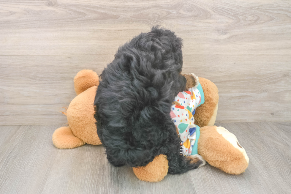 Fluffy Mini Bernedoodle Poodle Mix Pup