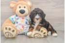 Best Mini Bernedoodle Baby