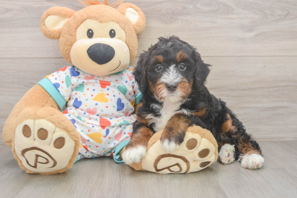 Best Mini Bernedoodle Baby
