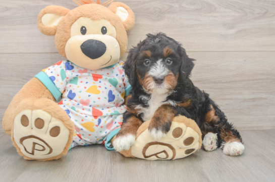 Best Mini Bernedoodle Baby