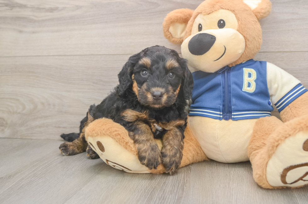 5 week old Mini Bernedoodle Puppy For Sale - Premier Pups