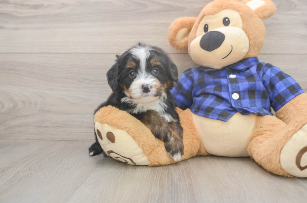 5 week old Mini Bernedoodle Puppy For Sale - Premier Pups