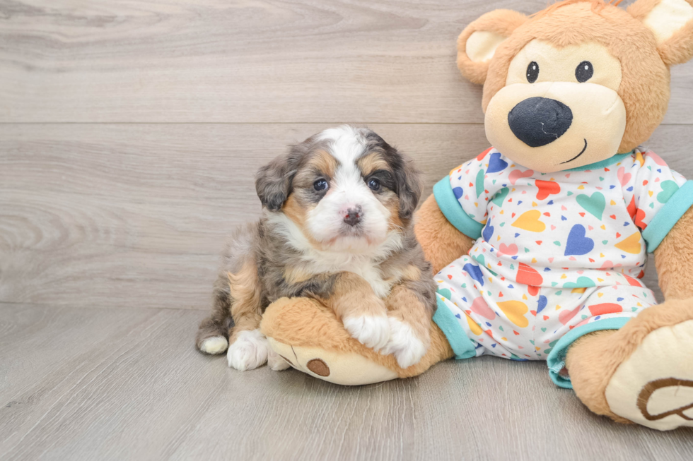 Mini Bernedoodle Pup Being Cute