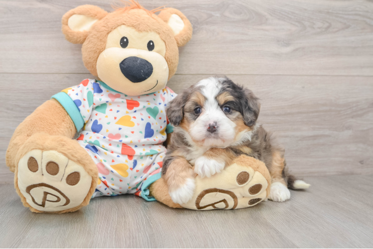 Sweet Mini Bernedoodle Baby