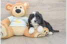 Energetic Mini Bernepoo Poodle Mix Puppy