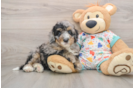 Little Mini Bernese Poodle Poodle Mix Puppy
