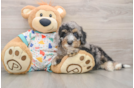 Mini Bernedoodle Puppy for Adoption
