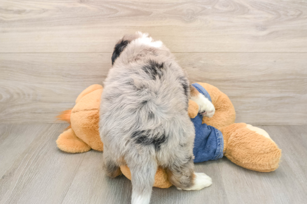 Mini Bernedoodle Pup Being Cute
