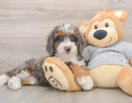 8 week old Mini Bernedoodle Puppy For Sale - Premier Pups