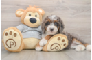 Cute Mini Bernedoodle Baby