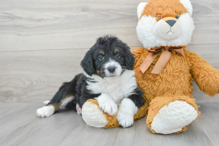 Energetic Mini Berniedoodle Poodle Mix Puppy