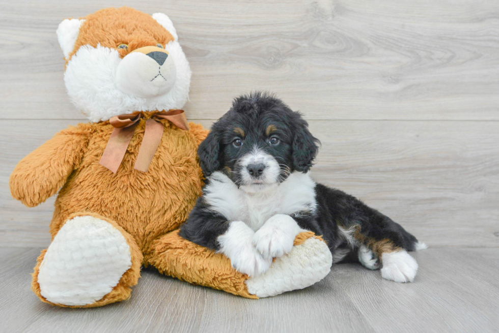 Mini Bernedoodle Puppy for Adoption