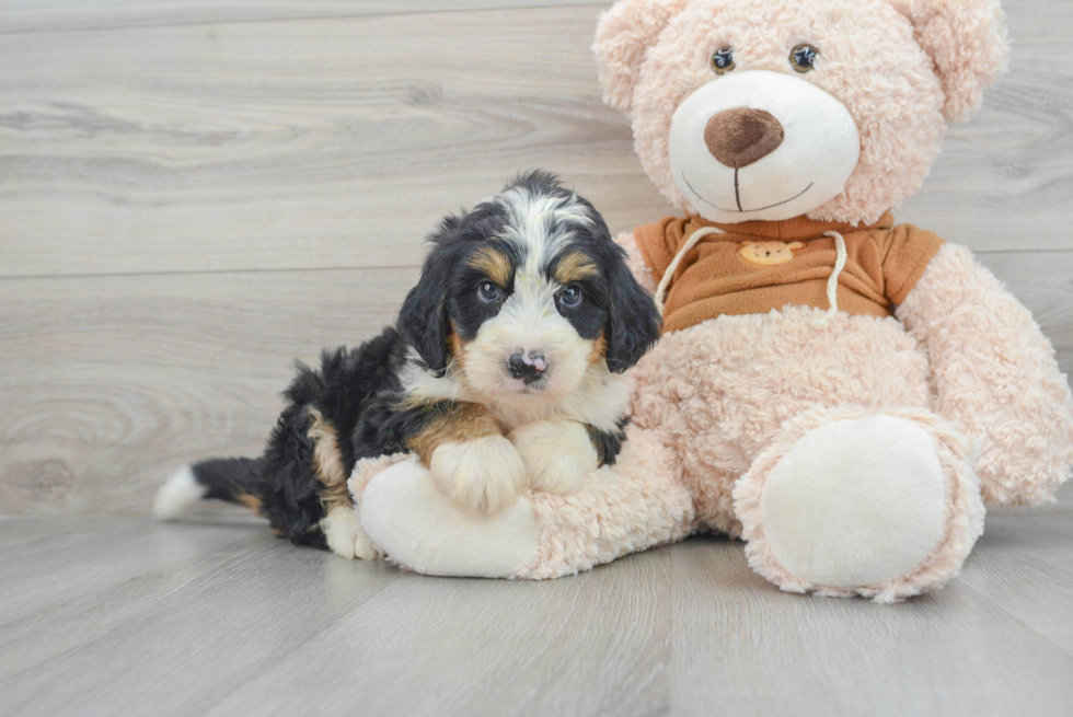 Fluffy Mini Bernedoodle Poodle Mix Pup