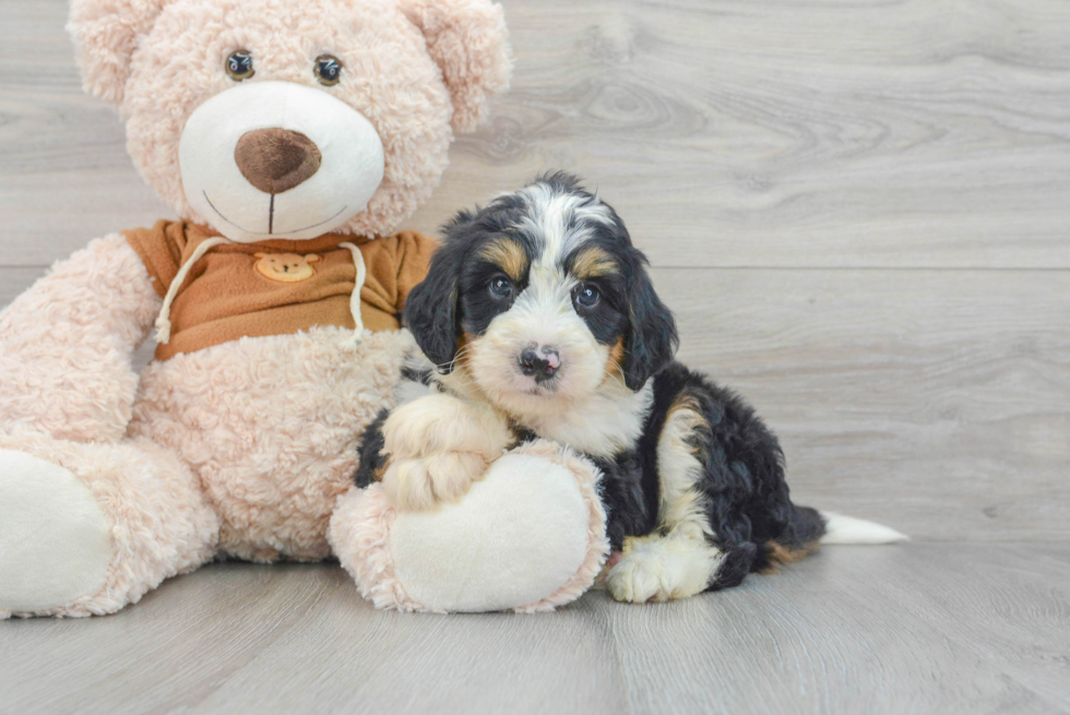 Happy Mini Bernedoodle Baby