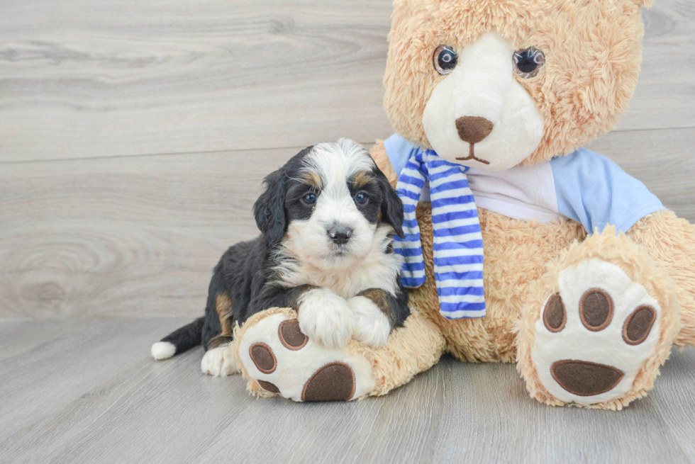 Best Mini Bernedoodle Baby