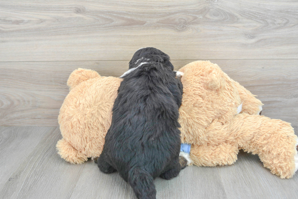 Best Mini Bernedoodle Baby