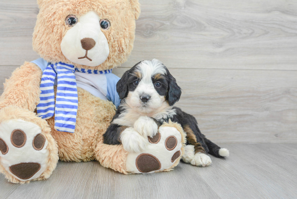 Mini Bernedoodle Puppy for Adoption