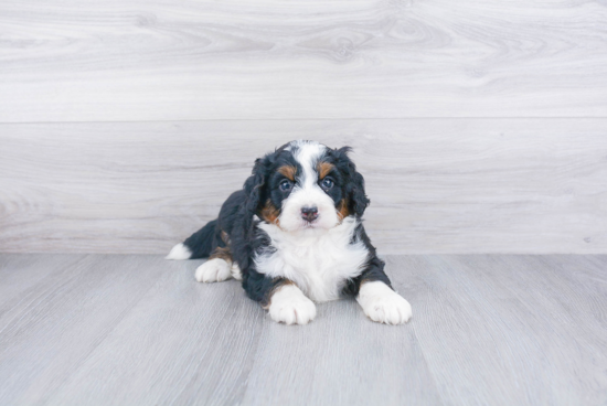 Best Mini Bernedoodle Baby