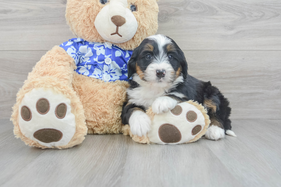 Mini Bernedoodle Pup Being Cute