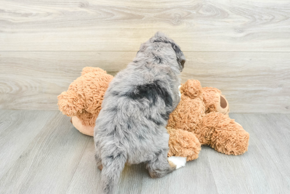 Petite Mini Bernedoodle Poodle Mix Pup