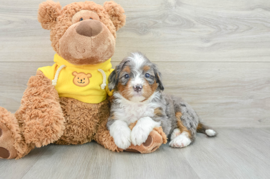 Mini Bernedoodle Pup Being Cute