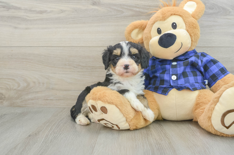 6 week old Mini Bernedoodle Puppy For Sale - Premier Pups