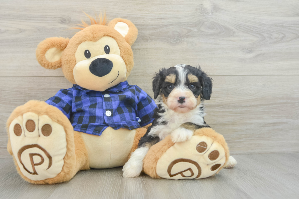 Mini Bernedoodle Puppy for Adoption