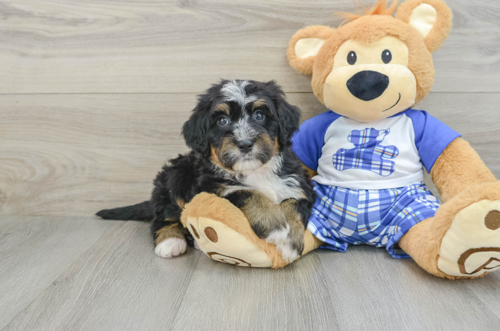 6 week old Mini Bernedoodle Puppy For Sale - Premier Pups