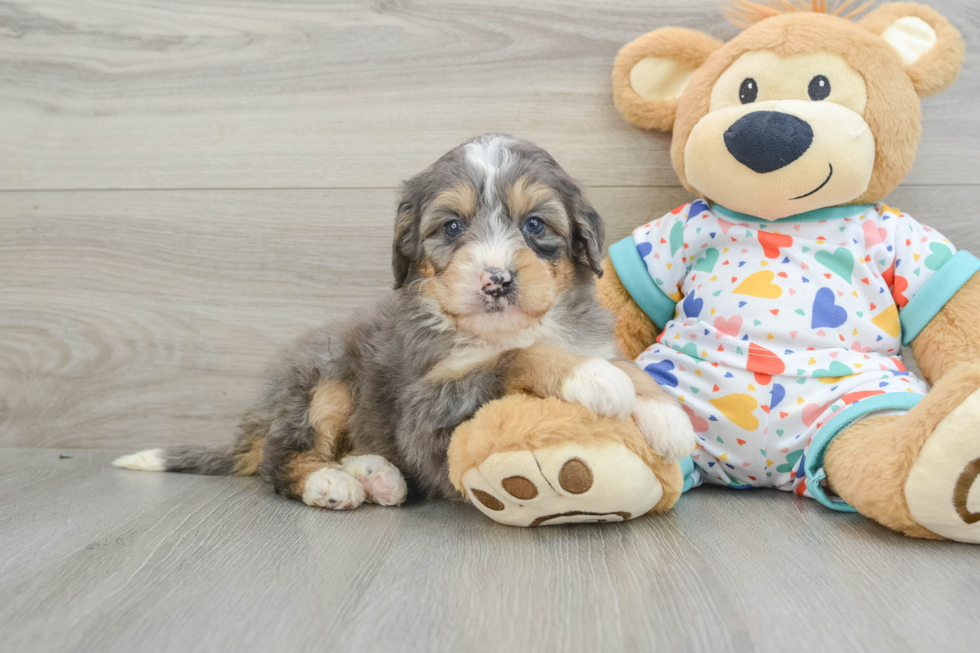 Mini Bernedoodle Puppy for Adoption