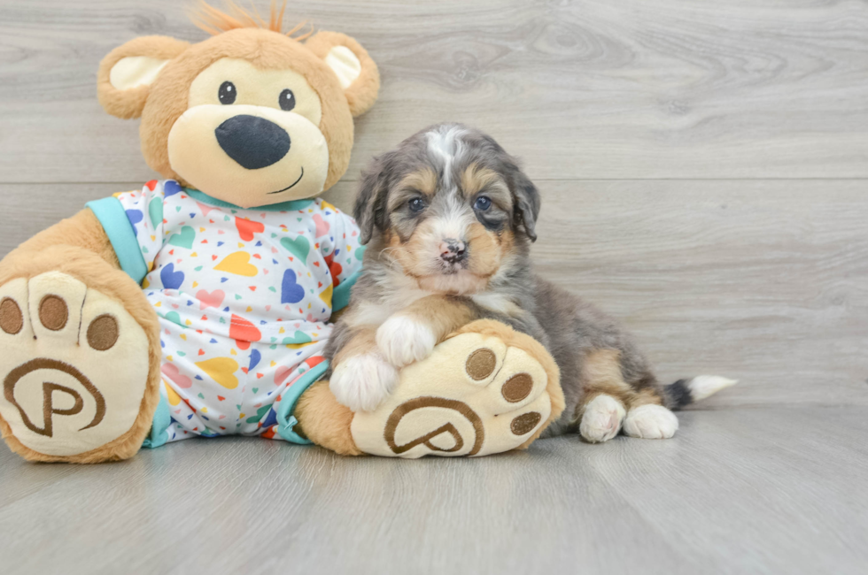 6 week old Mini Bernedoodle Puppy For Sale - Premier Pups